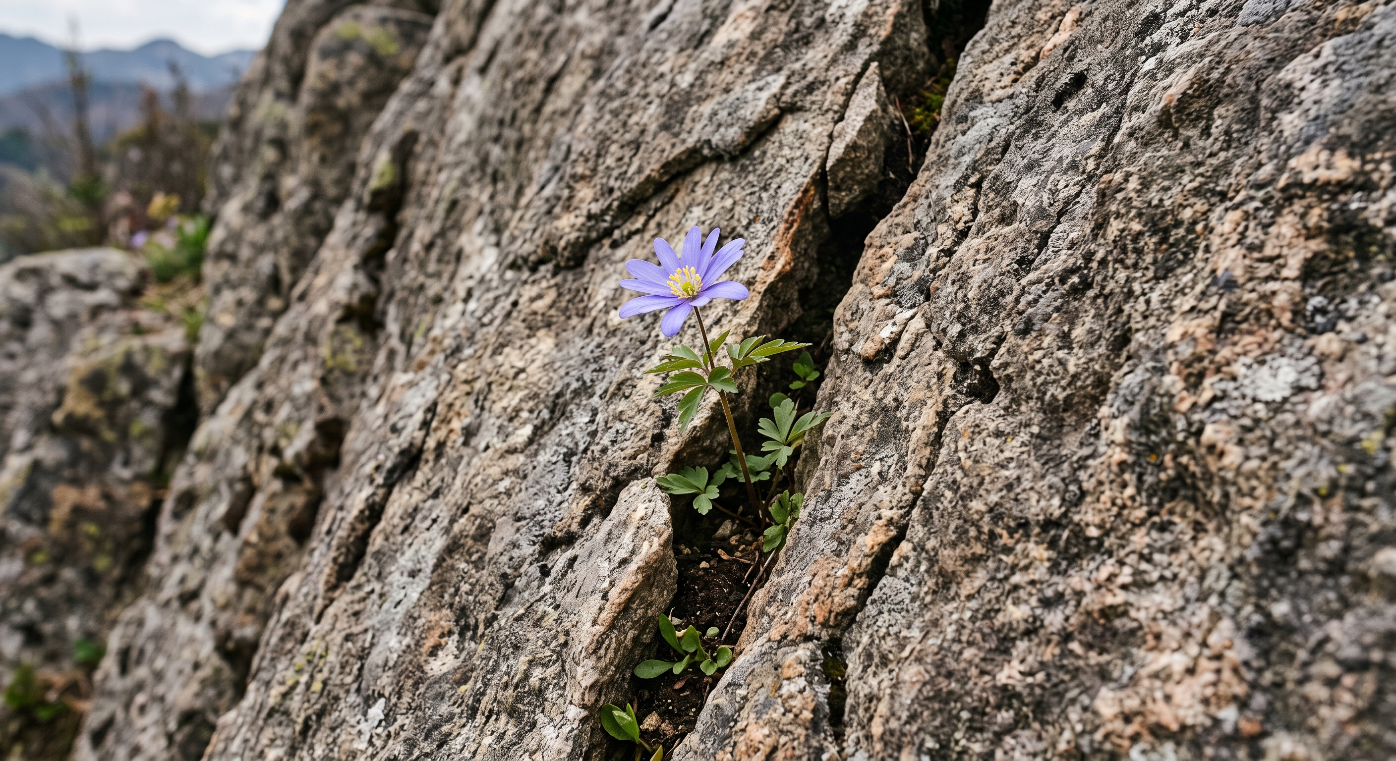Una pequeña flor que nace de una grieta entre la piedra